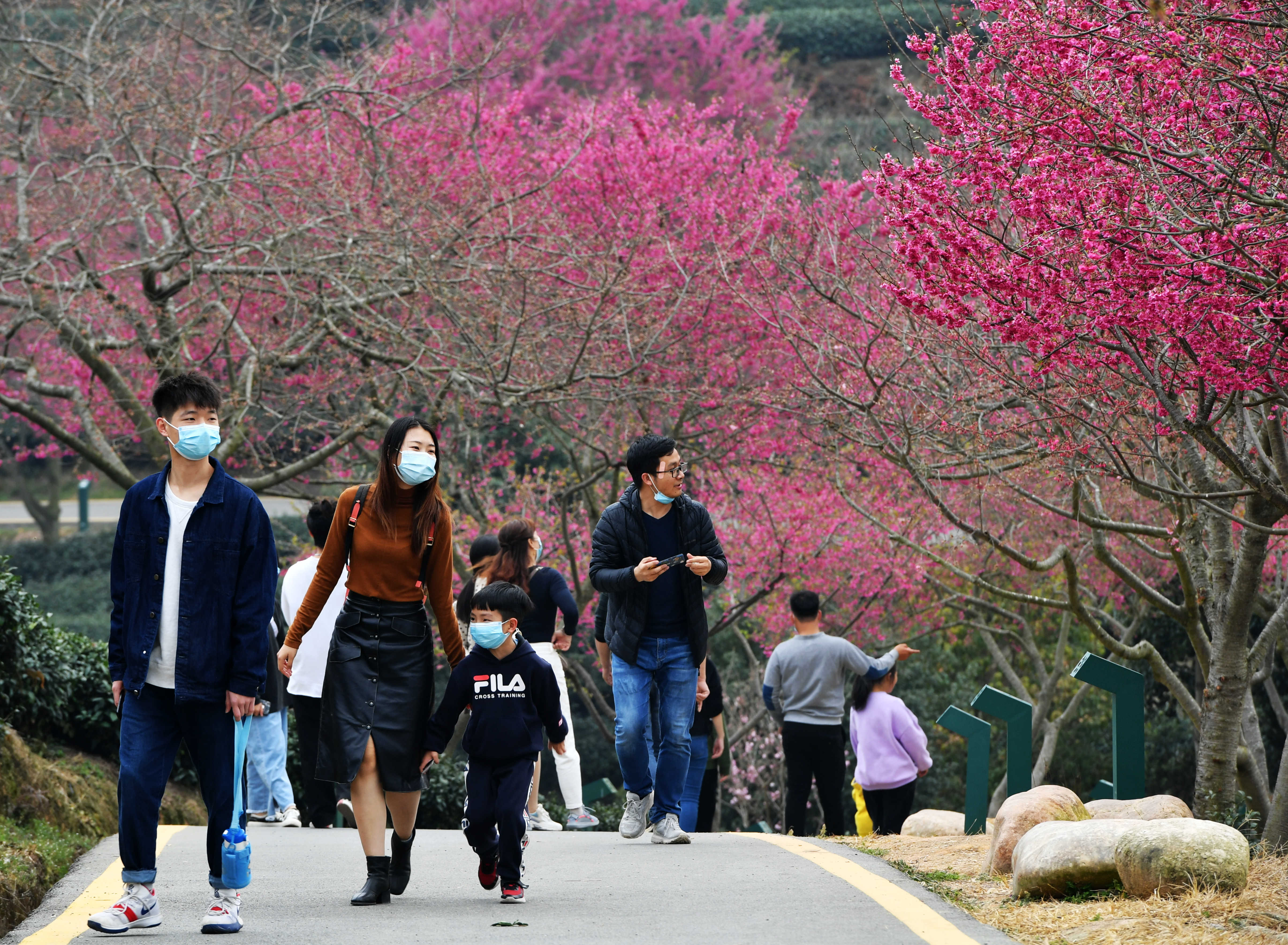 “大陆阿里山”台胞：相伴樱花好过年