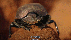 倒立着推粪球的屎壳郎肩负重任,要知道,这个粪球可是它们全家所需要的