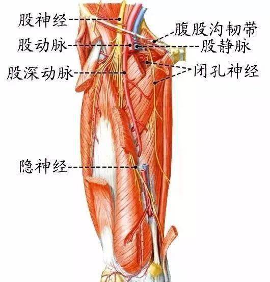 (五)骶丛 .坐骨神经本干分布于髋关节和股后群肌.