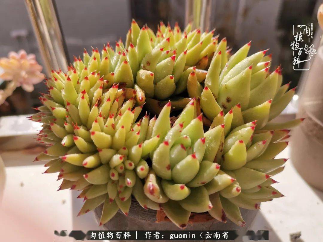 让最美的多肉,驱散阴霾,开启新的一年!