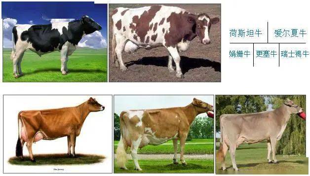 目前世界上主要奶牛品种有荷斯坦牛,爱尔夏,娟姗,更塞和瑞士褐牛.
