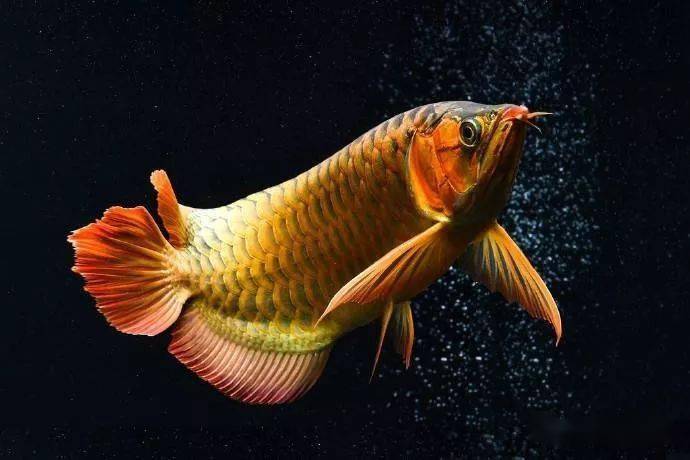 宠派养鱼大全 龙鱼,又名美丽硬仆骨舌鱼,亚洲龙吐珠,是一种古老而名贵