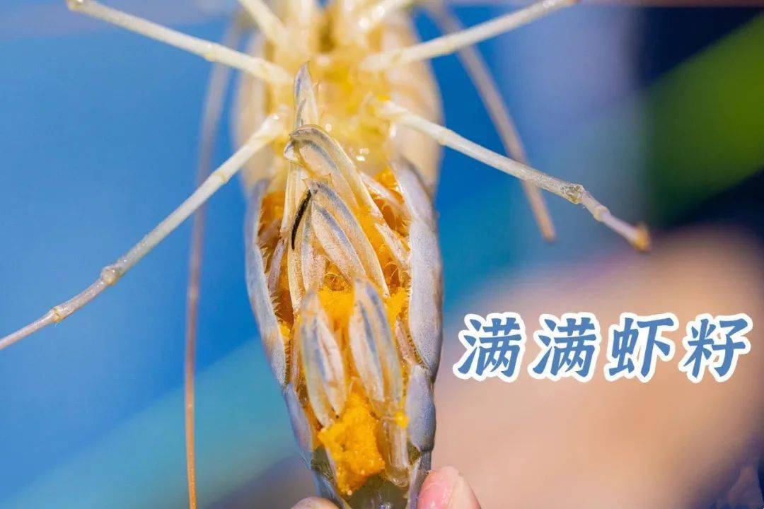 还会钓到肚子满是虾籽的罗氏虾哟~运气好的话市场