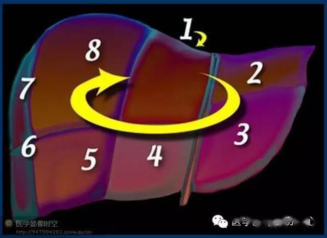 最全肝段解剖图解