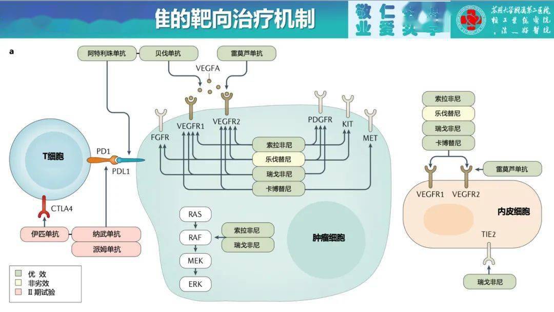 文献速递(第618期—肝细胞癌-9_索拉非尼