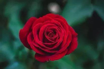 【心晴周末】当牛年春节遇见情人节,你需要一支唯美玫瑰!