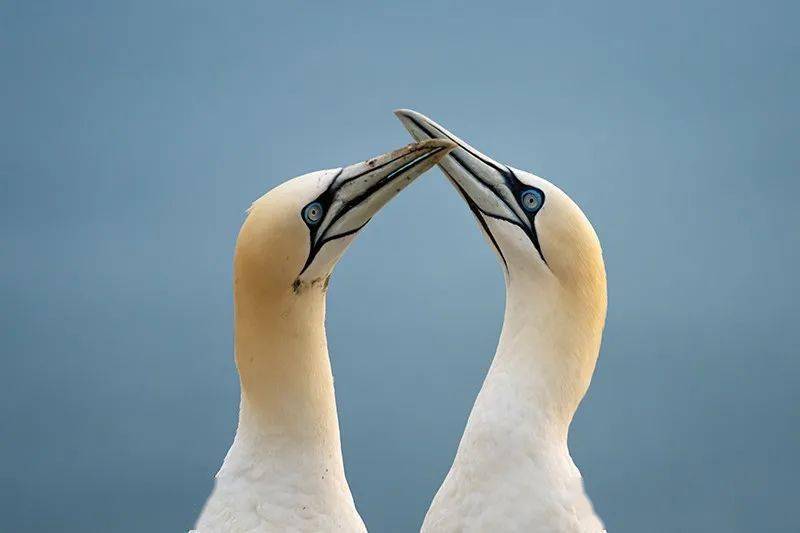 北方塘鹅 northern gannets