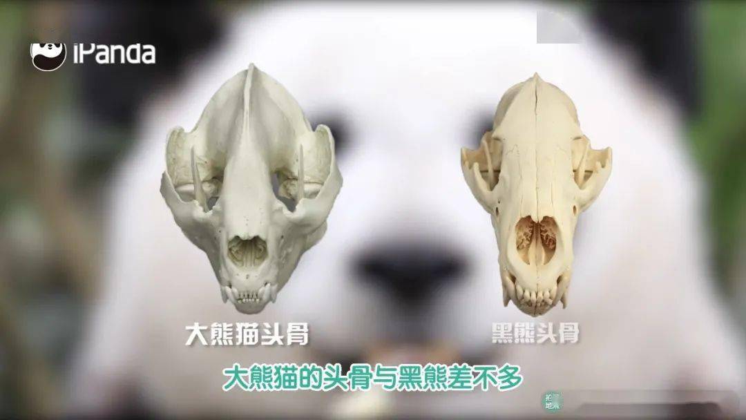 1复制模型 从手骨,头骨到便便模型 让你深入了解大熊猫的构造和特征