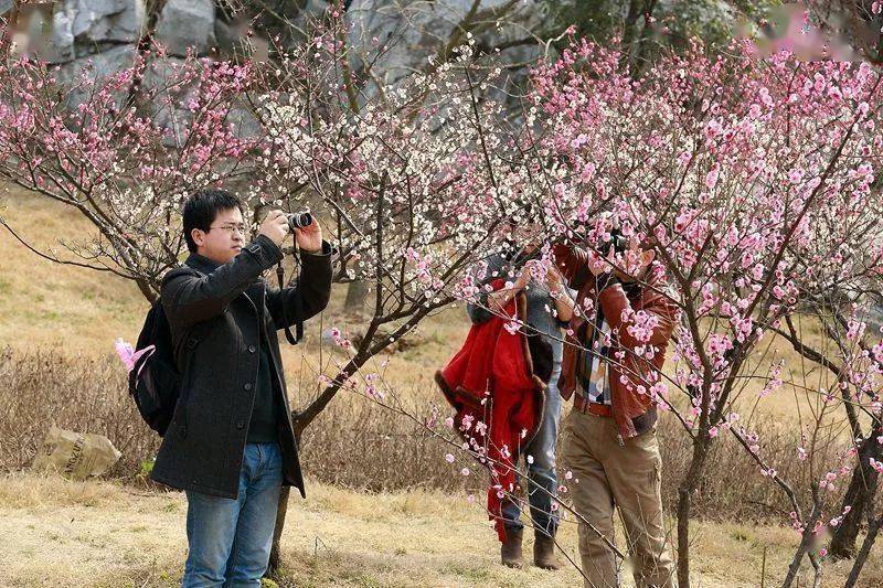 【梅花节】一起去西山林屋洞赏梅,访明月湾古村落(一日游)