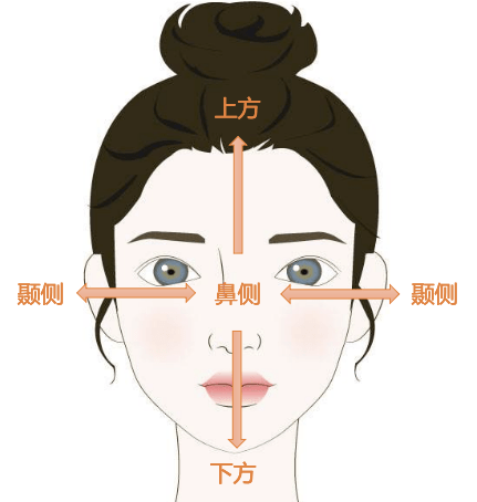 玻璃体 01 方位 面对被检者,可将其眼部分为:上方,下方,鼻侧,颞侧 眼