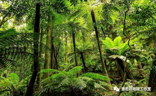 【备考干货】关于热带雨林的高考地理考点汇总,附森林