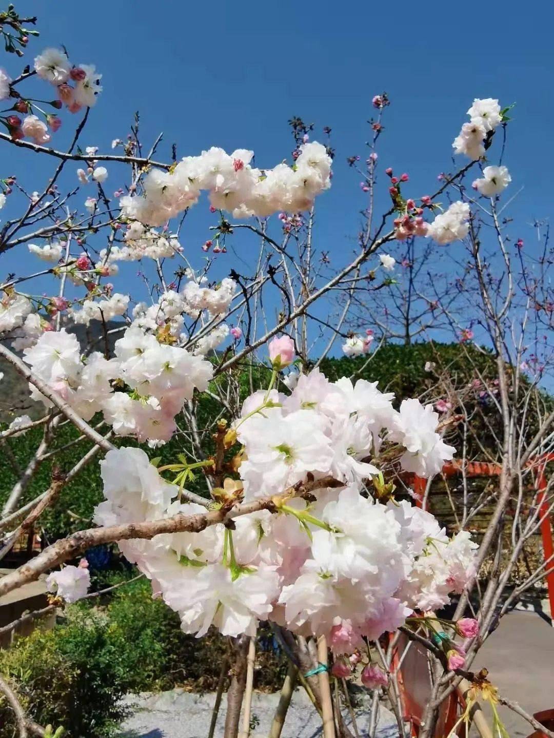 樱花小天地"在百花齐放的春天02-牛鱼嘴地址:清远市佛冈县田野绿世界