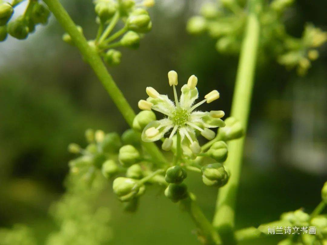 诗经里的植物臭椿我行其野蔽芾其樗中