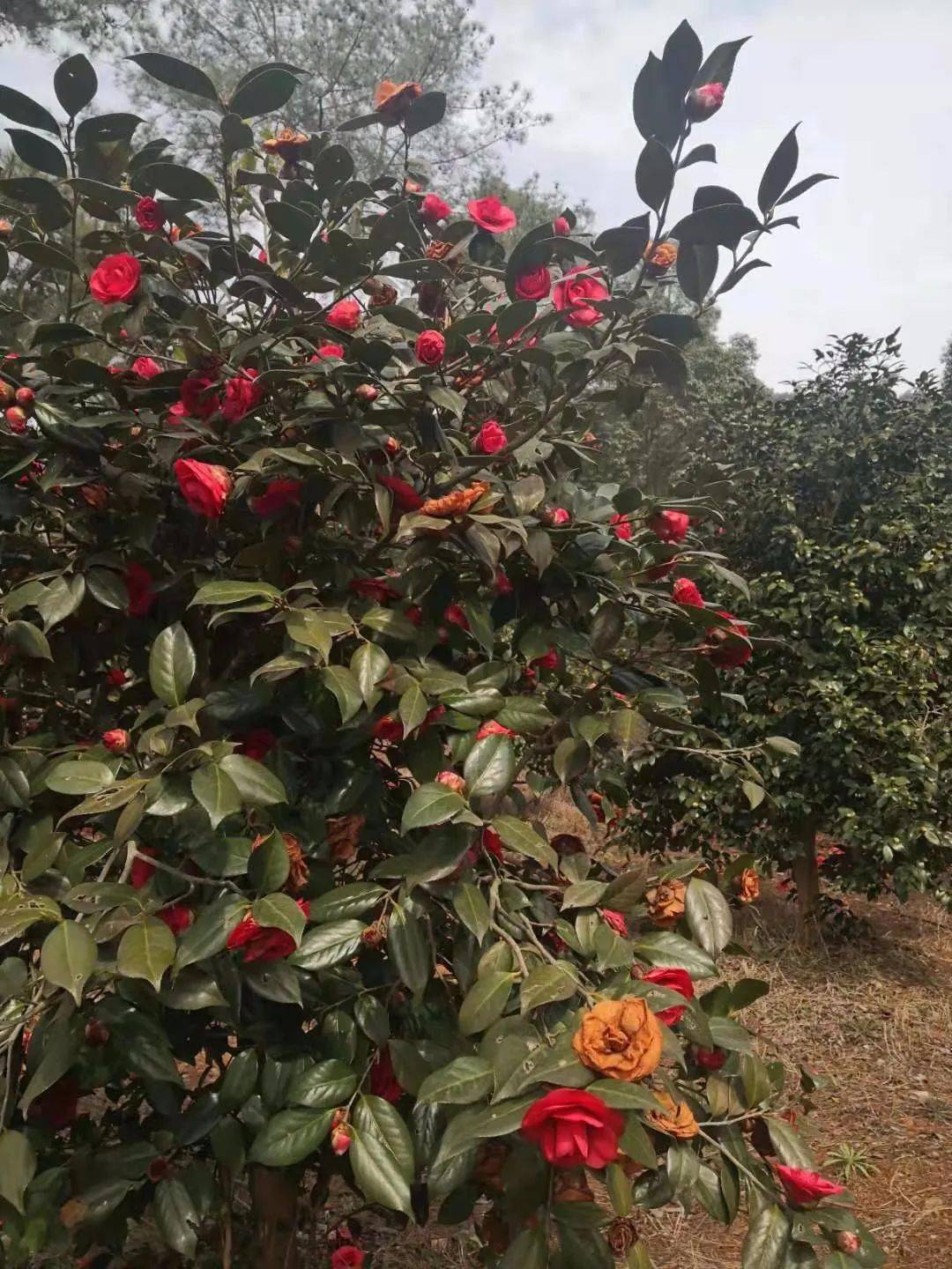 著名景点 湖北京山茶花源风景区