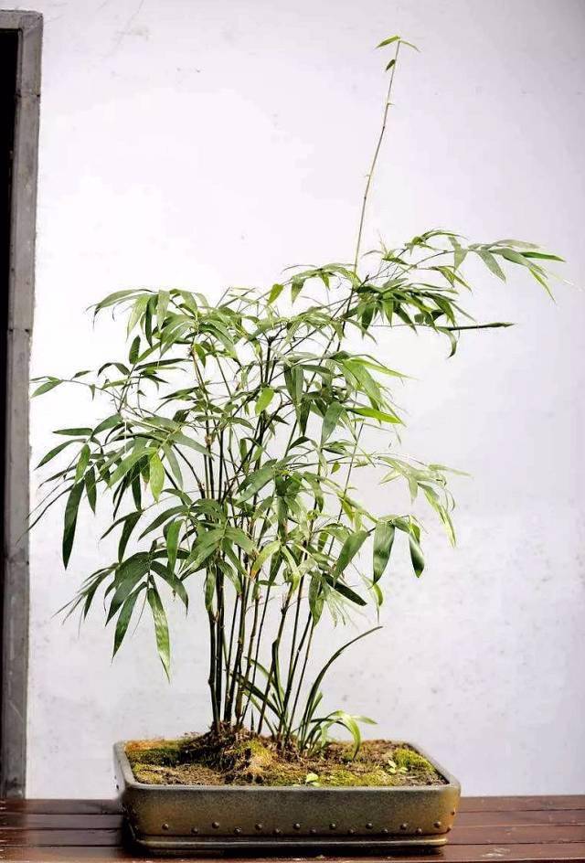 盆景欣赏——"以竹献福",节节高!