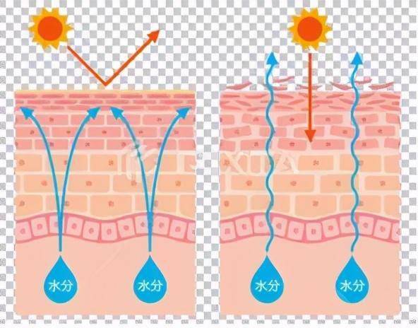 一旦遭遇寒风,太阳等刺激因素,表皮屏障受损导致皮肤内水分流失,皮肤