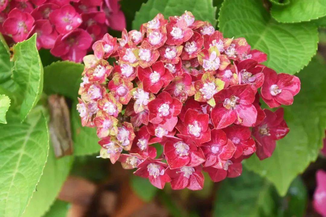 大花绣球"花火"( hydrangea macrophylla )