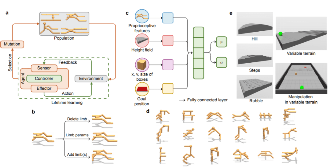 李飞飞提出深度进化强化学习新框架创建具身智能体学会动物进化法则