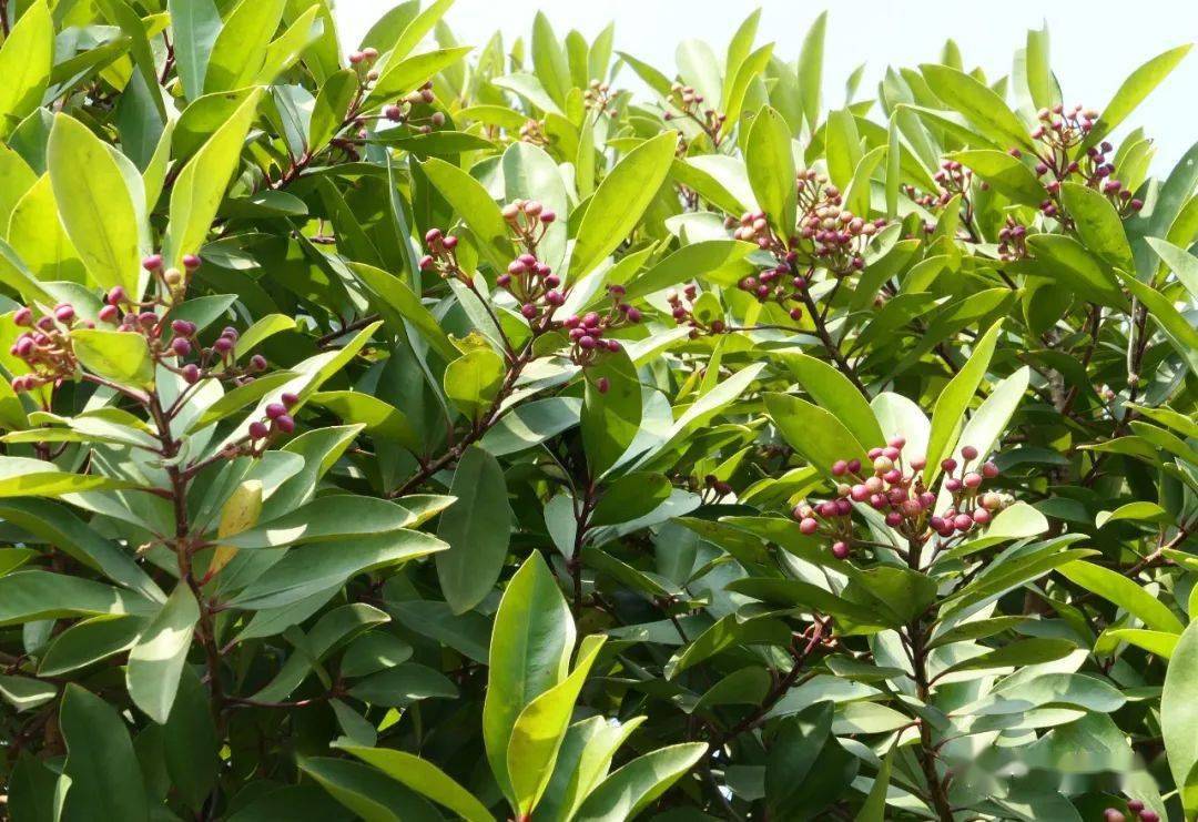 牛年寻"牛":华南植物园里的"牛"植物