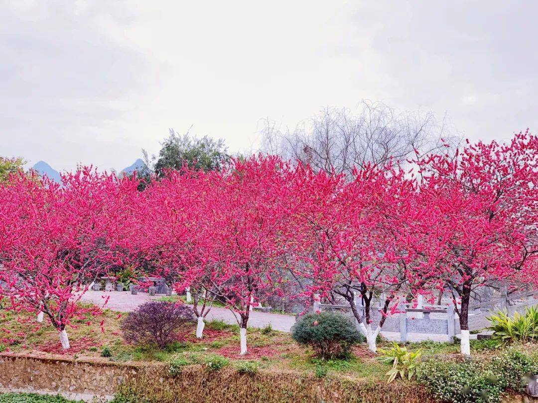 赏花"仙境"|信科网红"桃林",花开了!_桃花