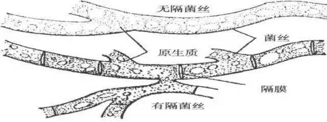 许多菌丝交织成团,成为菌丝体