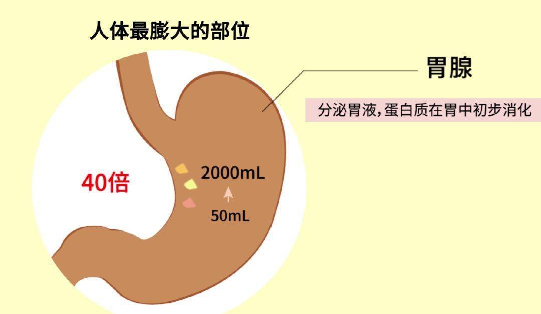 消化腺则是由唾液腺,胃腺,肝脏,胰腺,肠腺等外分泌腺组成的,功能是