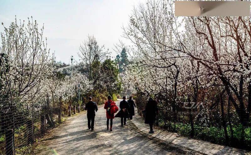 spring 近日天气回暖 崇州道明镇樱桃沟的樱花 竞相绽放,春意盎然