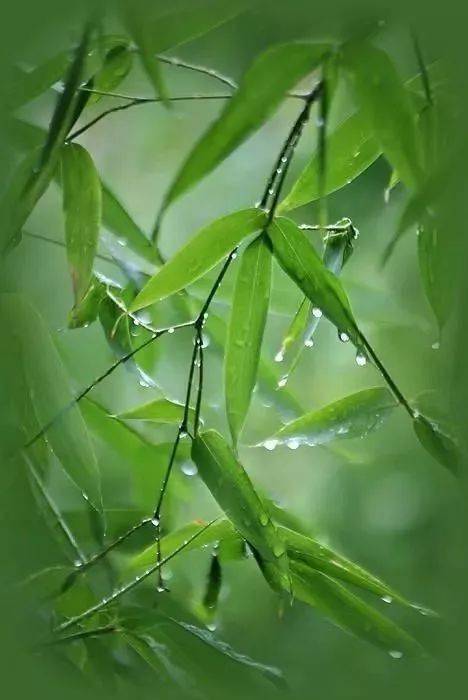 今日雨水,相逢一场春天的细雨