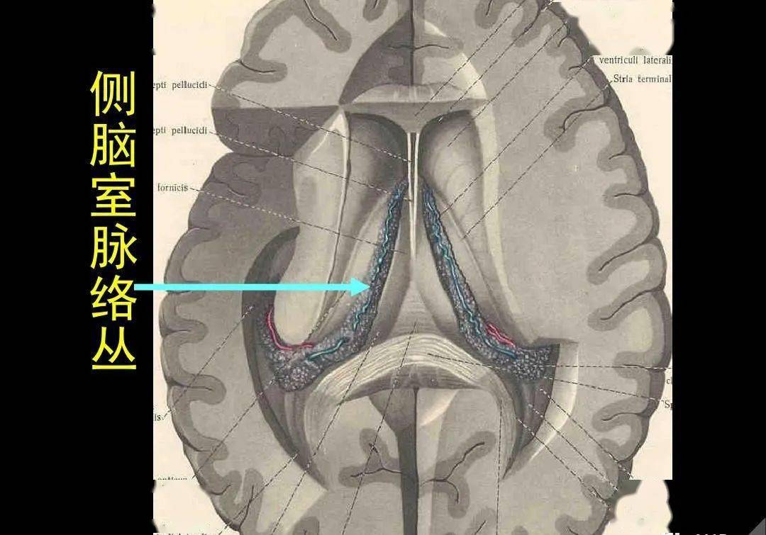 高清解剖:脑室/脑池/脑膜