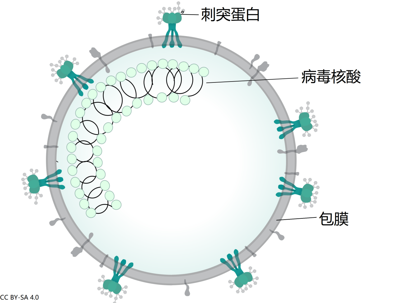 新冠病毒的结构示意图