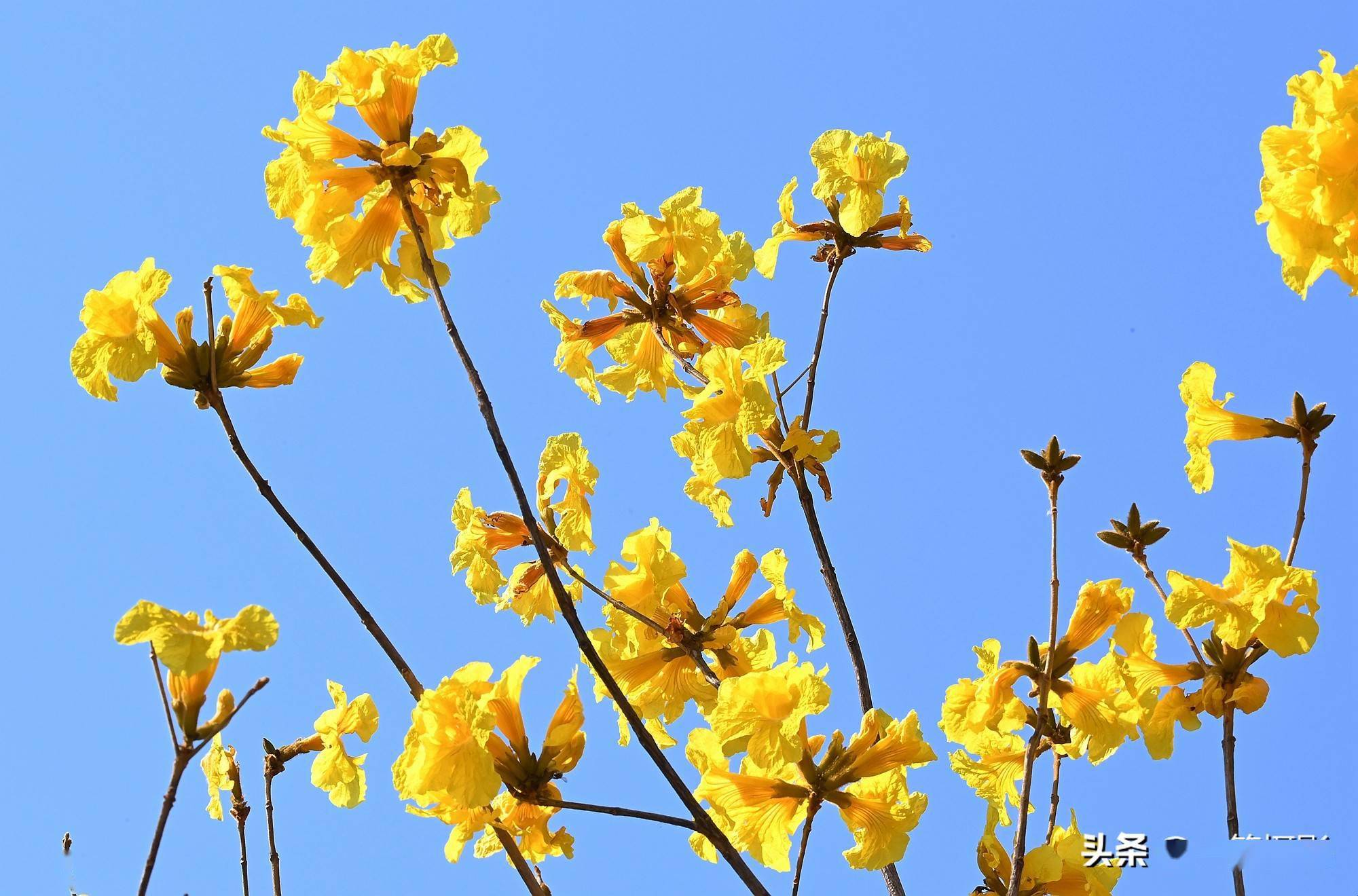 黄花风铃木——蓝天下的黄风铃
