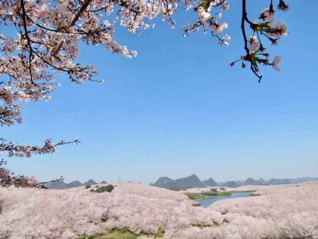 贵州平坝樱花三花共赏樱花油菜花梨花荔波大小七孔探秘中国天眼徒步