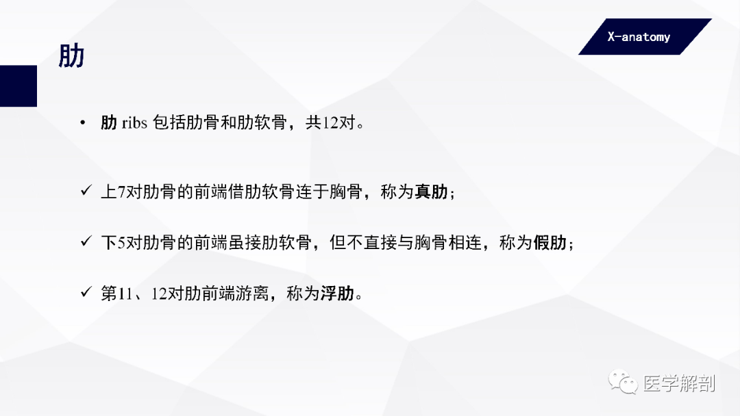 自上而下可分为胸骨柄,胸骨体和剑突3部分.