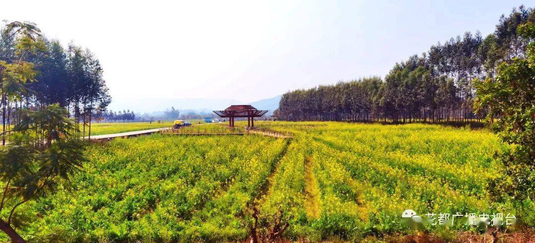 行走花都|赤坭说:油菜花开了,来这里把春天送给你!