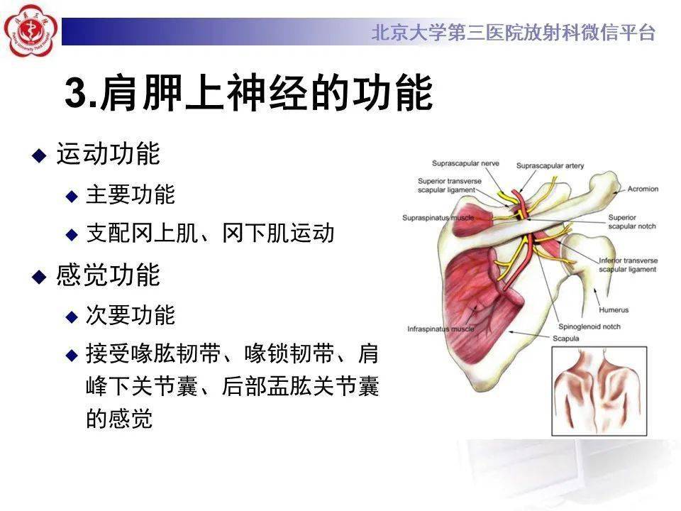 肩胛上神经卡压影像表现_技巧