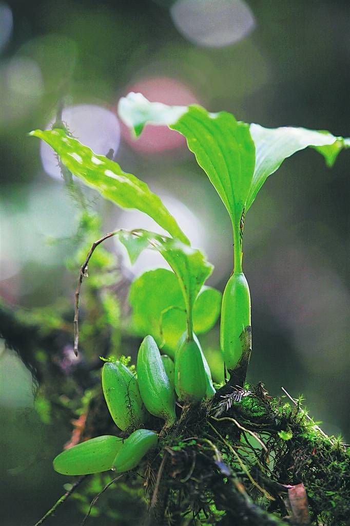 海南岛野生兰科植物资源极为丰富 空谷幽兰香自远