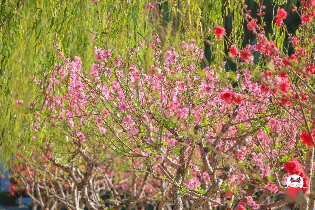 湖岸边一路桃花开