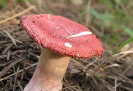 蓬江区市场监督管理局提醒您:春季小心野生毒蘑菇,河豚鱼中毒!
