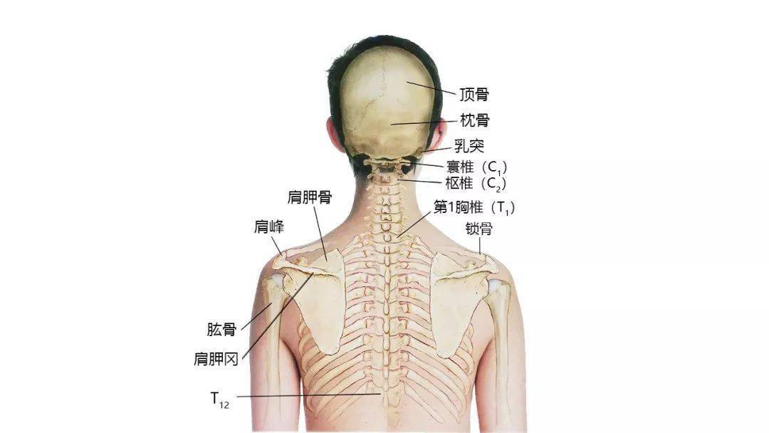 【收藏】27张高清解剖图——头,面,颈部骨骼及肌肉