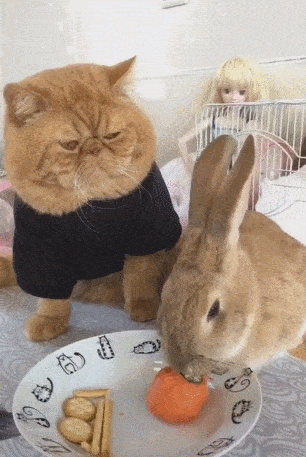 兔子吃胡萝卜,猫咪看了一脸"嫌弃":你咋这么埋汰呢