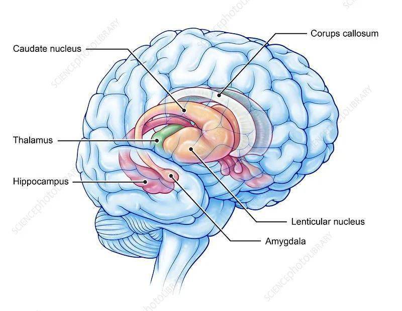 海马体(hippocampus)和尾状核(caudate nucleus)在大脑中的解剖位置