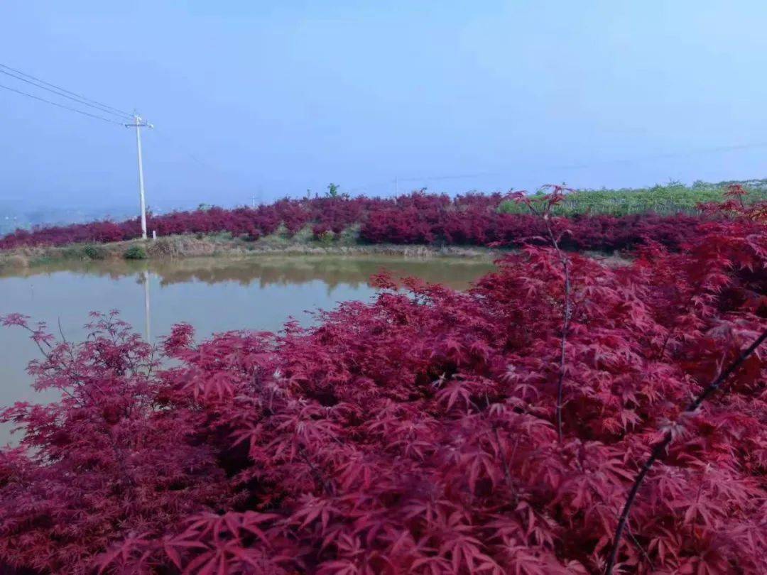 太美啦,安州这个地方的桃花竞相开放