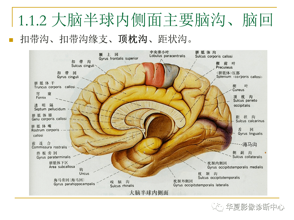 脑mri必备丨最详细的脑mri解剖