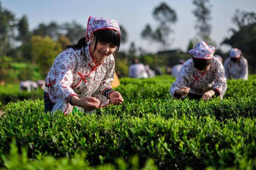 人勤春来早茶农采茶忙