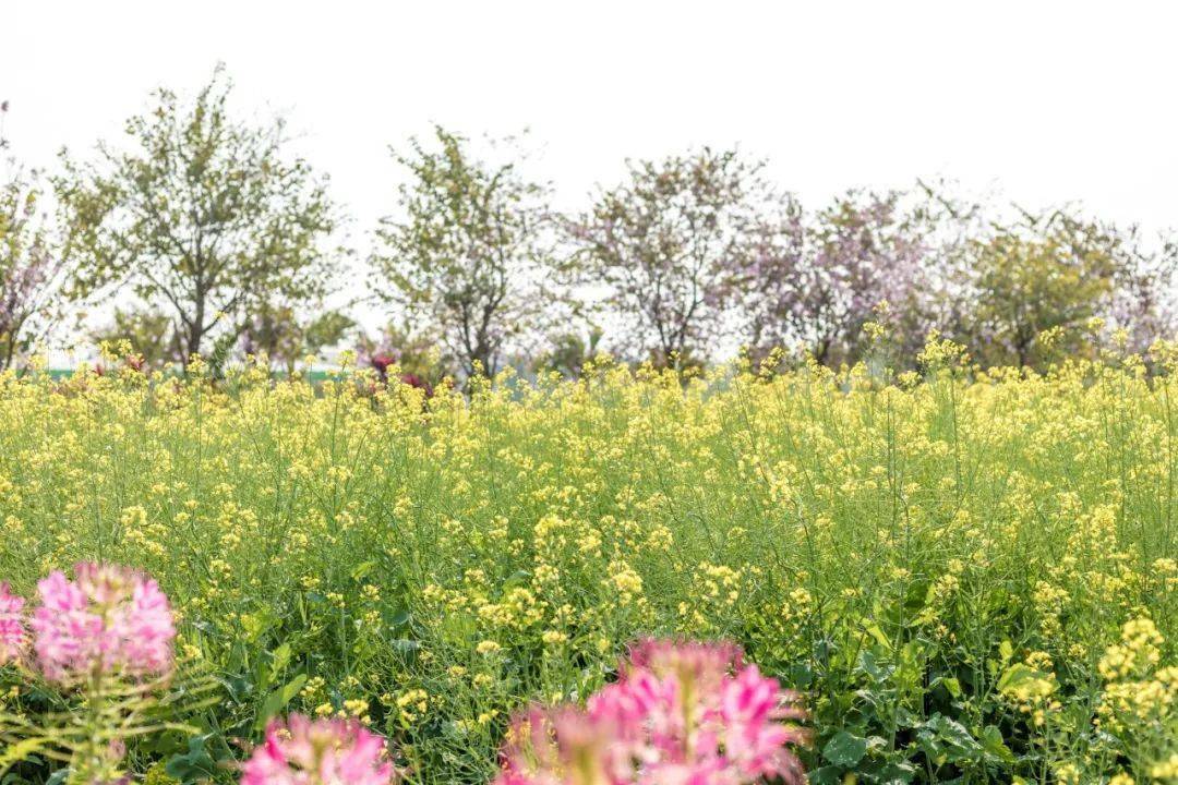 从冠胜农业公园入口进入,往前直走就能看到多片油菜花地,一开始我看到