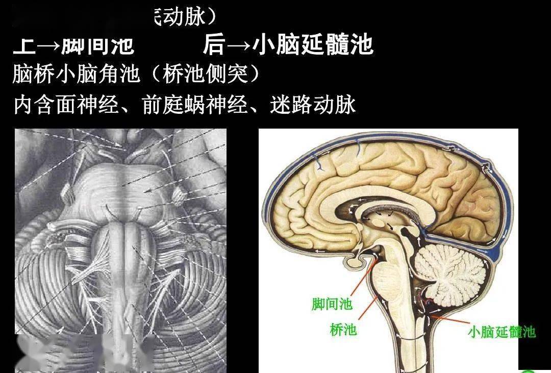 高清解剖:脑室/脑池/脑膜