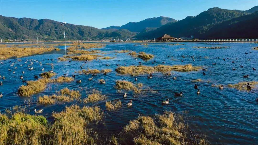 北海湿地 北海湿地属于高原火山堰塞湖湿地,是罕见的浮毯式草排湿地