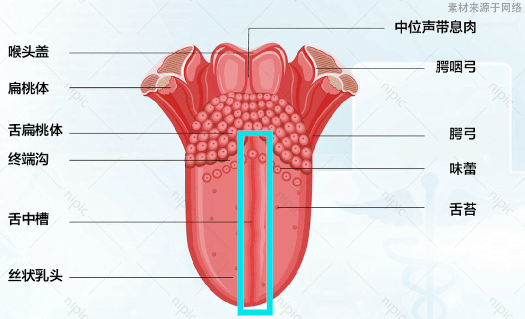 舌头也是有结构和厚度的,虽然我们不需要像中医一样把舌头每个部位都