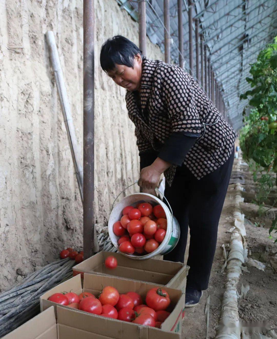 丰收美景走进孙金村58亩设施温室蔬菜基地