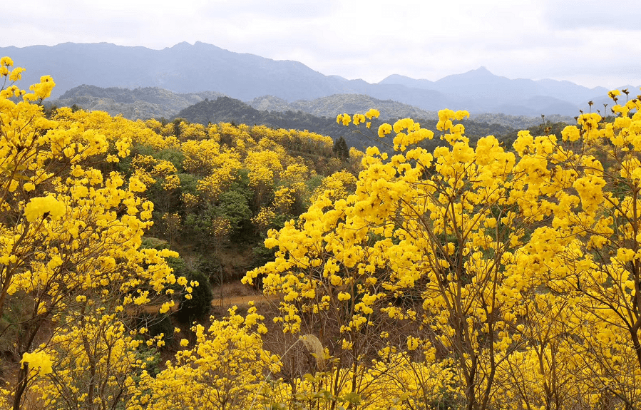 2021春,曾登央视的从化黄花风铃又来刷屏了_吕田镇